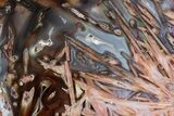 Polished Turkish Stick Agate Slab - Turkey #308006-1